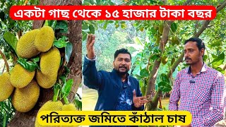 একটি গাছ থেকে ১৫ হাজার টাকা বছর ইনকাম। তাও পরিত্যক্ত জমিতে চাষ করে.