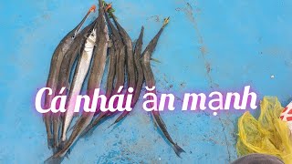 Câu cá nhái || cá nhái ăn rất mạnh#cauca #caucagiaitri #fishing