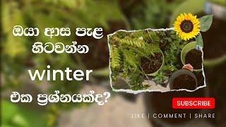 සීත ඍතුවේදීත් වගා කරමු | Grow light | growing plants during the winter season