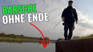 Barsche ohne Ende - Vertikal an der Spundwand! || Angeln am Kanal || Pantoffel angelt