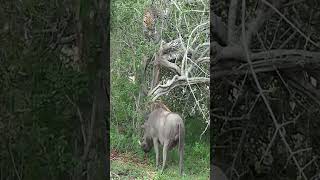 Part 2 Scotia Female Leopard - Year 2, Becoming Independent - 3 Leopard Vs Warthog#lion #animals