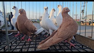 JEDLIŃSK Gołębie pigeons targ Andrzej W. 27.10.2024 cz.4/4💥Gołębie jasne i wyszwance Andrzeja Radom💥