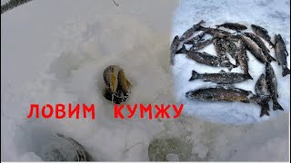 За кумжей на Кумажку. Выезд 2-й.2020/fishing for trout