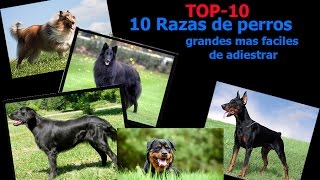 Razas de perros grandes más fáciles para adiestrar. Top10