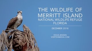 The Wildlife of Merritt Island NWR Florida