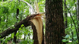 Tropical Storm Elsa broke my tree 🌪️🌧️