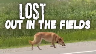 Lost Out in the Fields - Abandoned and Neglected Dog Awareness Video