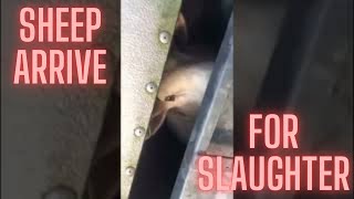 Terrified BABY Sheep Arrive (at Slaughterhouse) 😭 2 #Shorts