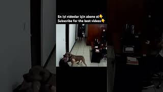 PITBULL ATTACKS OWNER #animals #dogs #dog #pet #pets #pitbull #youtubeshorts #youtuber #shorts #fyp