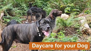 Daycare for your dog 🎥🌲🐶🐕🐩  Keep your dog busy while you are away or entertained while you cuddle🎥🌲🐶