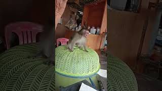 Funniest monkey#youtubeshorts #monkeys #monkeyvideo #monkeyvideo #monkeybaby