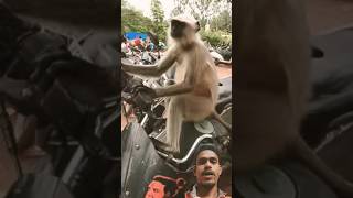 Funny Hanuman 🤣 🐒| #shorts #hanuman #funnymonkey