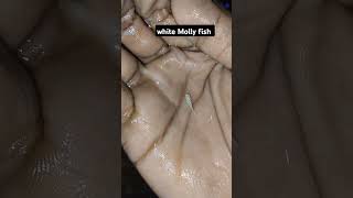 #mollyfish #aquariumfishfish