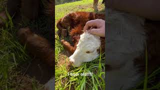 Brand new baby calf! #farming #animals #funny #cow #hereford