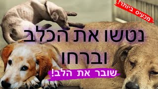 כאב לב - נטשו את הכלב המסכן.