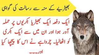 wolf 🐺 and sheper / بھیڑیا اور چرواہا ایمان افروز واقعہ