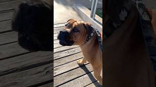 Big Boerboel Doesn’t Like Bridges #boerboel #shortsfeed #doglover