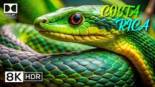 COSTA RICA 8K HDR 120FPS | Costa Rica 8K Dolby Vision | @8KGREEN