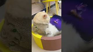 #funny #funnyvideo #funnyshorts #cat #cats #catlover #shorts #shortsvideo #video #viral #viralvideo