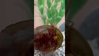 Die perfekte Temperatur für deine #triops