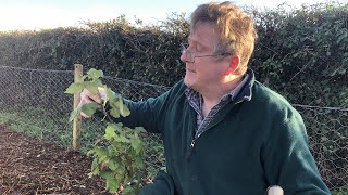 The Allotment:  Planting fruit bushes - Ep 11