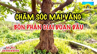 Chăm sóc Mai Vàng - Bón phân giai đoạn đầu sau dưỡng rễ