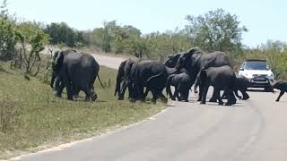 #herdofelephant#crossingtheroad#viral#krugernationalpark#southafrica