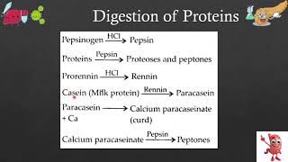 What happens to Proteins in our body? | Digestion | NEET Biology | NCERT Decoded in Marathi