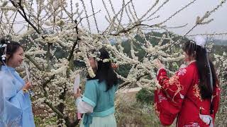 In Cangwu County, Wuzhou, the mountains are full of plum flowers