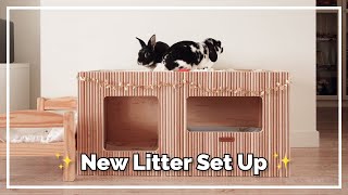 DIY Bunny Litter Set Up (Plans Available!)