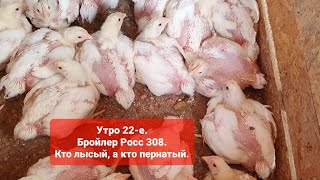 Утро 22-е. Выращивание бройлеров росс 308.