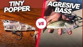 Tiny popper Destroyed by super aggressive pond bass | lake balboa fishing