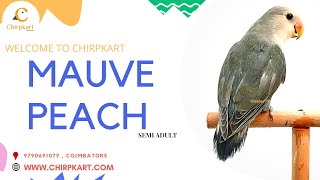 MAUVE PEACH || AFRICAN LOVE BIRDS || LOVE BIRDS || SEMIADULT || CHIRPKART || CBE