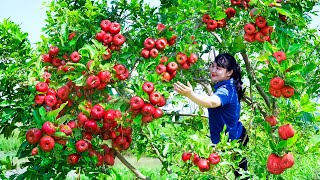 How to Harvest Wax Apple, goes To Market Sell - Harvesting and Cooking |Tieu Vy Daily Life