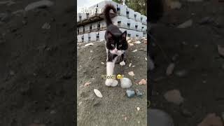 Cat Enjoys the Beach With the Lady! #shorts