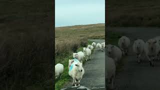 #sheep #roadblock #convoy #beautifulwales #wales #marching