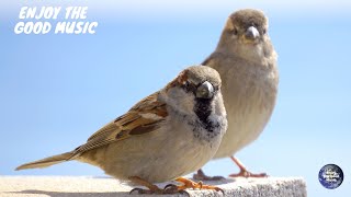 Suara Burung Gereja | Lagu Burung Gereja | Nyanyian Burung | Suara Hewan