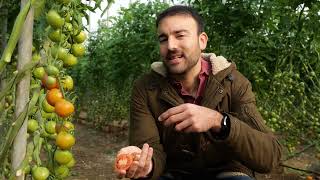 Un tomate, una tostada