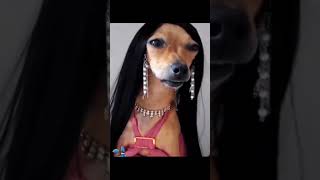 SocialMediaInfluencerBeLike #tiktok #funnymoments #shorts #搞笑 #dog #dogtraining #funnydogs #pets