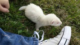 5 Cute Ferret Facts