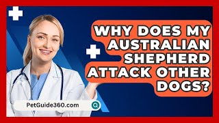 Why Does My Australian Shepherd Attack Other Dogs? - PetGuide360.com