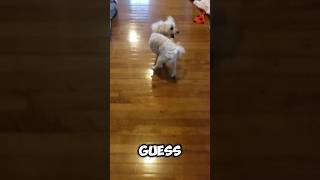 Funny dogs