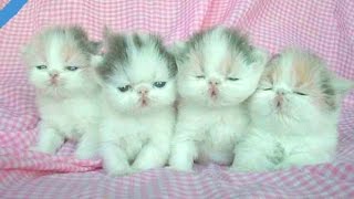 Funny Cute Baby Cats And Puppys Videos  - Cute Kittens  - 1080p