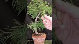 Pre bonsai de pseudolarix amabilis, falso alerce, vídeo completo en el canal #bonsai