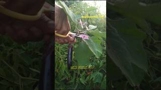 Harvesting vegitable #homemade #farming #food  #recipe #asmr #organic #vegitables