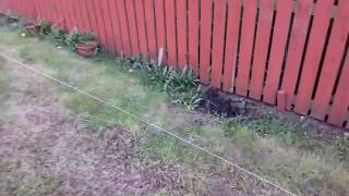 The Great Glasgow Garden Project part 1