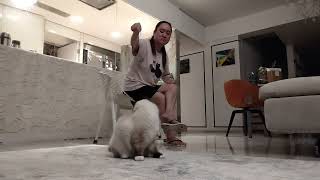 Playing my Two Cat, Latte and mocha @crisjulsfamilychannel