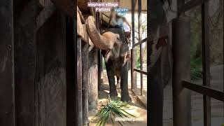 elephant village Pattaya|Thailand