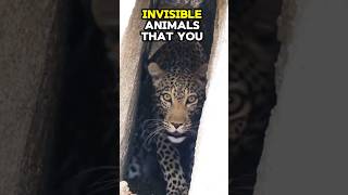 INVISIBLE Animals That You Won't Believe Exist