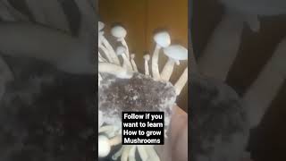 How to grow mushrooms easily